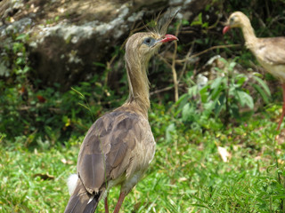 Fototapeta premium Red-legged Seriema (Cariama cristata - Siriema) Typical bird of Brazil's cerrados. It reaches an average height of 70 centimeters and can reach 90 centimeters