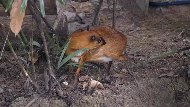 A Lesser Mouse Deer (Tragulus kanchil) is licking itself in a forest.