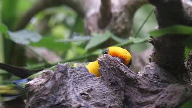 A Jenday conure (Aratinga jandaya) coming out from behind a trunk at the Singapore river safari.