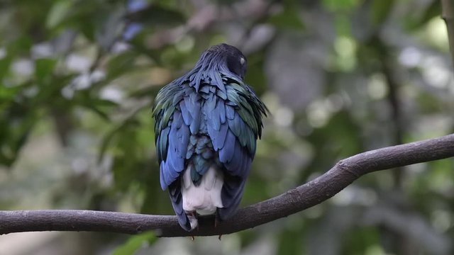 A close shot of beautiful Nicobar Pigeon grooming on tree branch