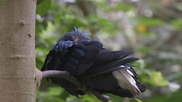 A close up shot of Nicobar Pigeon grooming itself in tree 