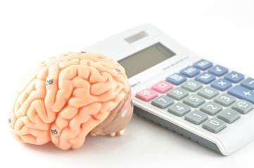 human brain anatomy model with business concept