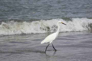 great blue heron in the water