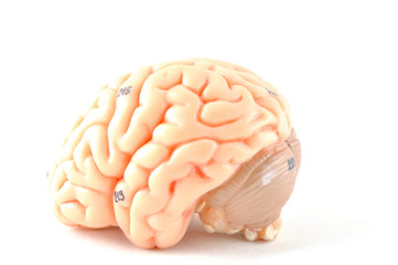 human brain anatomy model