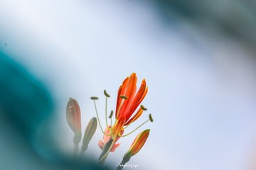 flower on blue background