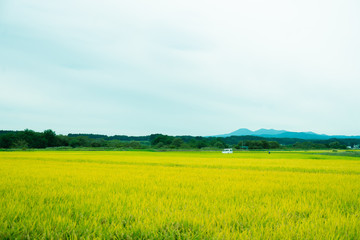 Fototapeta premium 田舎の田んぼの風景