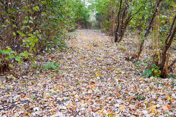 The path strewn with autumn yellow leaves of trees. Autumn alley