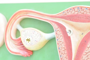 human uterus anatomy model