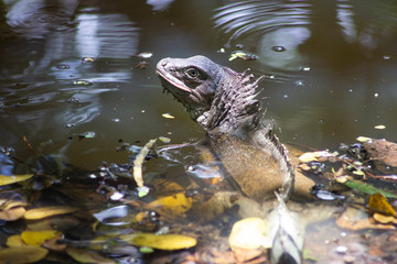 An iguana on the lake