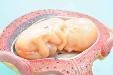 human fetus anatomy model