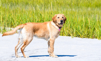 Playing at the Beach