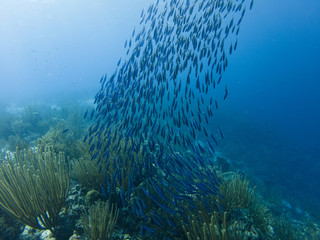 Shoal of Boga