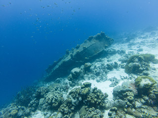 Fototapeta premium Bonaire Shipwreck