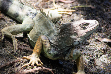 An iguana on the lake