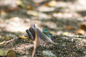A small iguana in the park