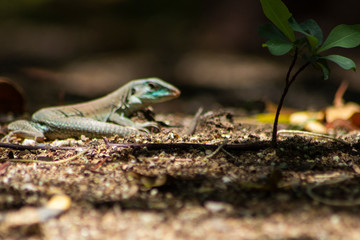 A small iguana in the park