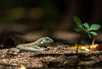 A small iguana in the park