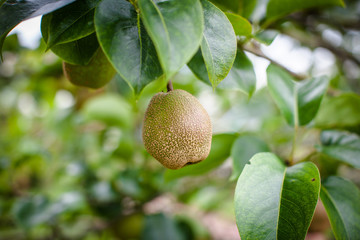 Pear tree