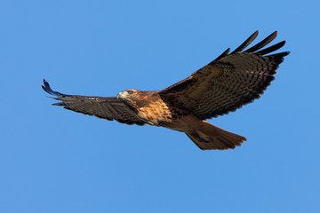 Very close view of a red-tailed hawk flying, seen in the wild in North California