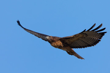 Very close view of a red-tailed hawk flying, seen in the wild in North California