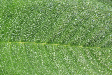 Textura de una hoja.