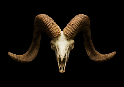 4 Black Sheep, goat skull HD wallpaper