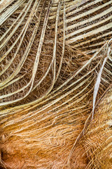 Art abstract of light, shade, line, cruve, shape, shadow on coconut Leaf sheath.