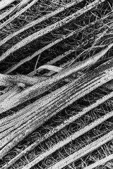 Art abstract of light, shade, line, cruve, shape, shadow on coconut Leaf sheath.