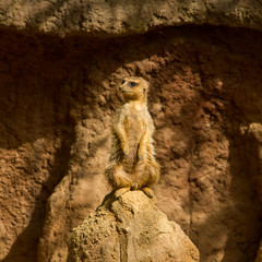 Small surakat watch out of any dangerous