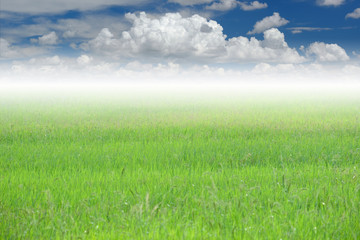 Fototapeta na wymiar Rice field and clouds scape,with blue sky