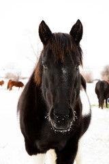 Obraz premium Snow Horse