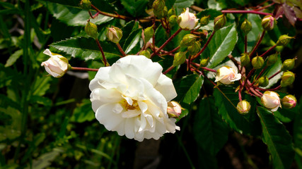 white flower