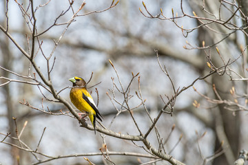 Fototapeta premium Evening Grosbeak perched on a branch landscape