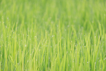 Fototapeta na wymiar Rice is growth in the rice paddies