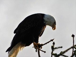 Bald Eagles in Alaska 