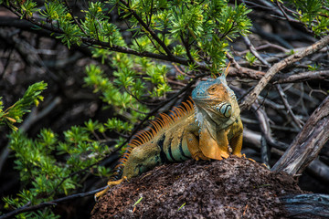 Caribbean Beach San Andres, Colombia