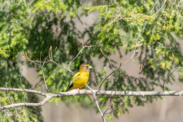Evening Grosbeak perched in spring landscape