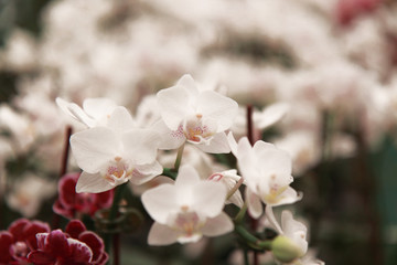 Obraz premium Orchid Farm.Many flowering orchids are reaching the flowering season.On the farm there are ferns and moss.