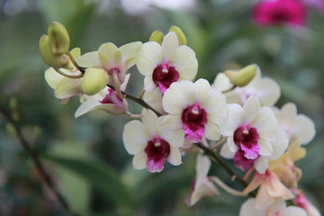 Obraz premium Orchid Farm.Many flowering orchids are reaching the flowering season.On the farm there are ferns and moss.