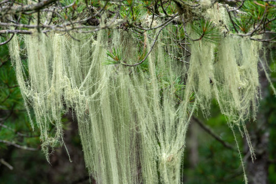 Lichen - Usnea of the Parmelian family on the branches of cedar in the seaside forest. Far East, Primorsky Krai, Russia