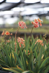 Orchid Farm.Many flowering orchids are reaching the flowering season.On the farm there are ferns and moss.