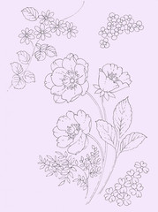 Line sketch for wild flower