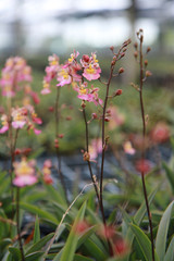 Orchid Farm.Many flowering orchids are reaching the flowering season.On the farm there are ferns and moss.