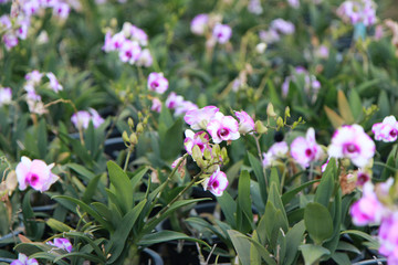 Orchid Farm.Many flowering orchids are reaching the flowering season.On the farm there are ferns and moss.