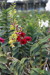 Orchid Farm.Many flowering orchids are reaching the flowering season.On the farm there are ferns and moss.