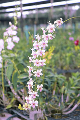 Orchid Farm.Many flowering orchids are reaching the flowering season.On the farm there are ferns and moss.