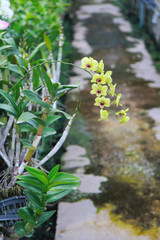 Orchid Farm.Many flowering orchids are reaching the flowering season.On the farm there are ferns and moss.