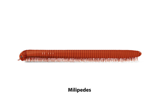 Side of the millipede vector on a white background Invertebrates and Herbivores.
