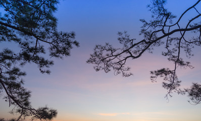 Fototapeta na wymiar Silhouette pine tree and sunset sky background