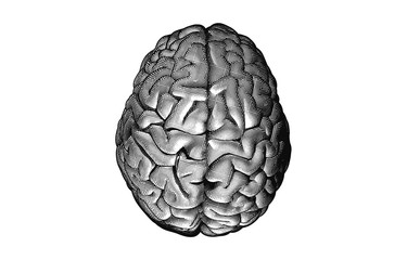 Monochrome engraving drawing human brain on white BG